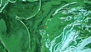 Aerial view of dense green algae on a lake with a small orange object barely-visible in the middle